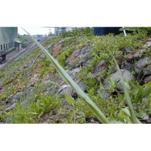 timg (40).jpg timg (40).jpg